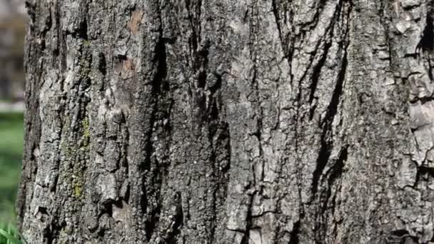 Bagażnik Trawy Drzewa Kręcenie Parku — Wideo stockowe