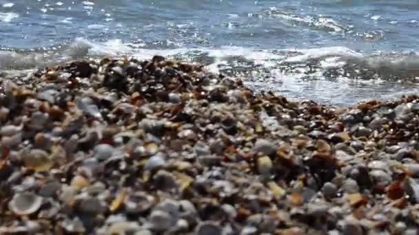 Agua Mar Playa Shelly — Vídeo de stock