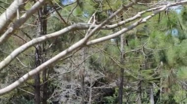 Bahar Parkı. Bahçedeki doğa..