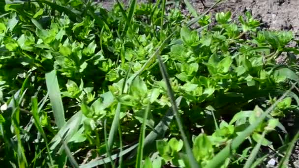 Groen Gras Schieten Met Geleiding — Stockvideo