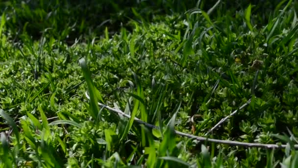 Schießen Mit Dirigieren Grünes Gras — Stockvideo