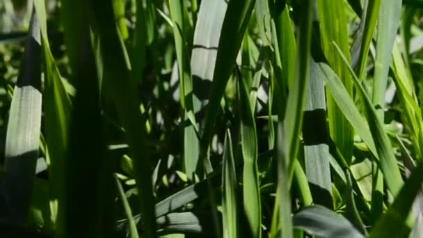 Herbe verte. Prise de vue avec direction 