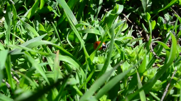 Çimen Atmak Bahar Çimenlerdeki Uğur Böceği — Stok video