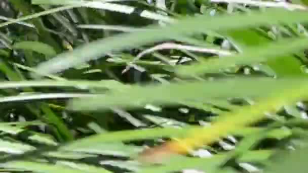 Fond Une Herbe Nature Dans Jardin — Video