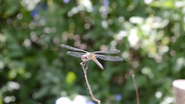 Libélula Una Rama Naturaleza Jardín — Vídeos de Stock