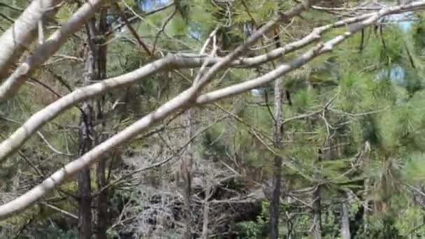 Spring Park Natura Într Grădină — Videoclip de stoc