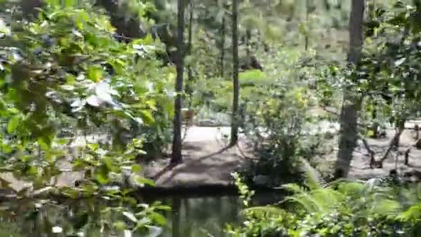 Озеро Дерева Природа Саду — стокове відео