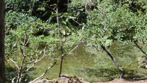 Lago Árvores Natureza Jardim — Vídeo de Stock