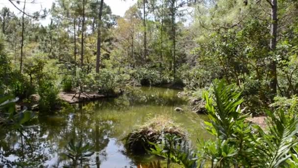 Lago Parque Natureza Jardim — Vídeo de Stock