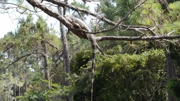 木の上のイグアナ 庭の自然 — ストック動画