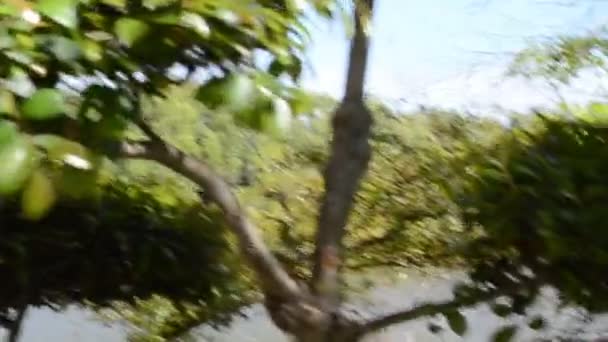 Árboles Japoneses Naturaleza Jardín — Vídeo de stock