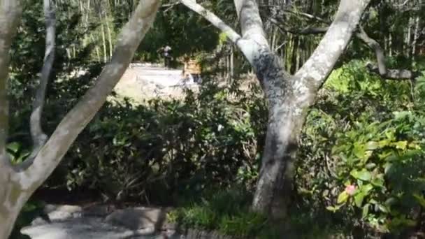 Árvores Num Jardim Natureza Jardim — Vídeo de Stock
