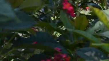 Bahçedeki güzel çiçekler. Bahçedeki doğa..