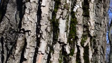 Ağaç kabuğunda yosun. Baharda ağaç