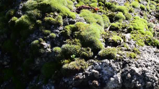 Moss Numa Pedra Primavera Sol — Vídeo de Stock