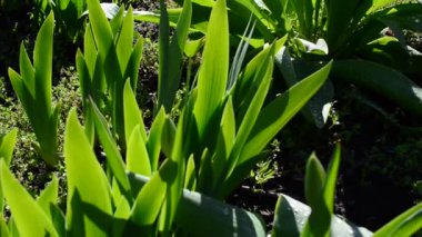 Yatakta laleler. İlkbaharda çekim