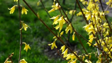 Baharda park et. Ağaçtaki sarı yapraklar