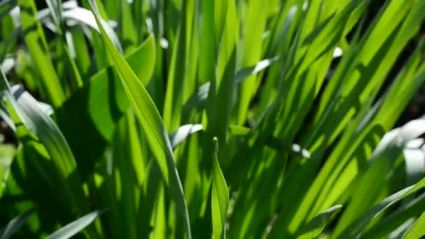 チューリップの草や葉 緑のベッド春 — ストック動画