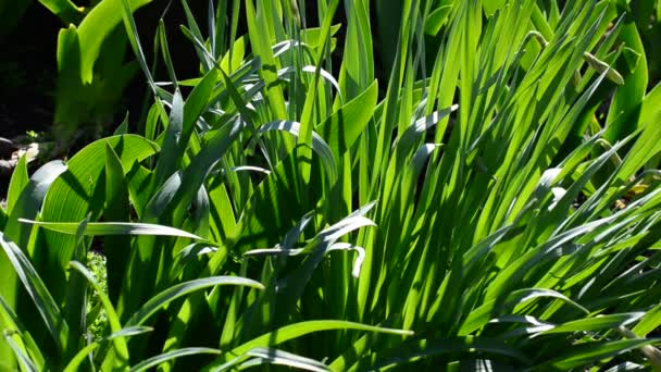 緑のベッド春 チューリップの草や葉 — ストック動画