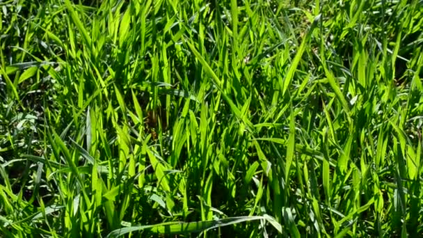 芝生の上で草 緑の草 — ストック動画