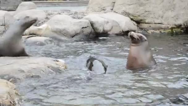 Животные Воде Зоопарк Центральном Парке — стоковое видео