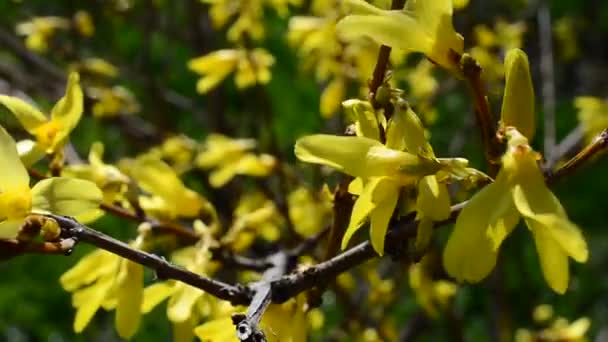 Gula Blad Ett Träd Parkera Våren — Stockvideo