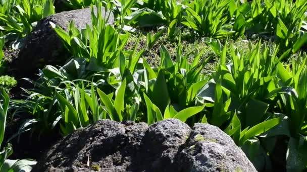 Junge Tulpen Schönes Bett — Stockvideo