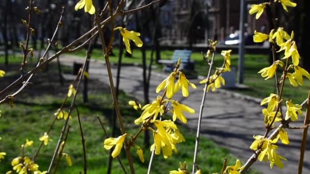 黄色の木の上に残します 春の公園 — ストック動画