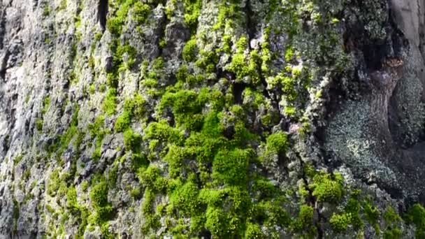 Paisaje Primavera Moss Árbol — Vídeo de stock