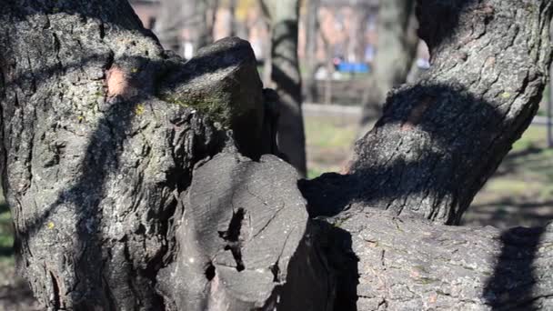 Vorfrühling Bäume Park — Stockvideo