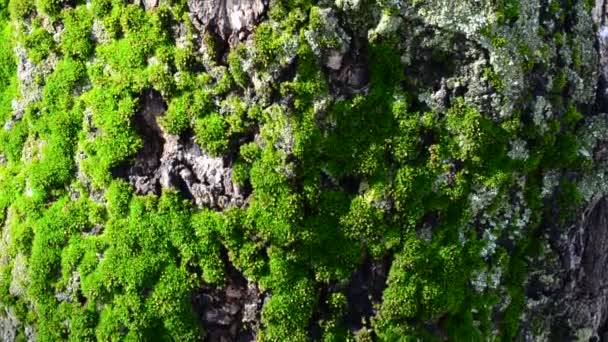 Moss Numa Árvore Paisagem Primavera — Vídeo de Stock