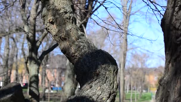 Début Printemps Arbres Dans Parc — Video