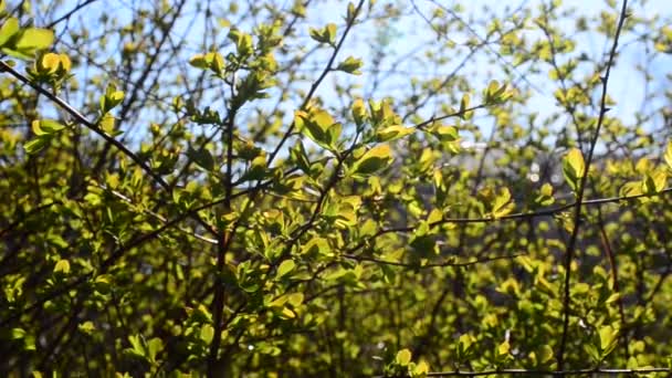 Shooting April Leaves Spring — Stock Video