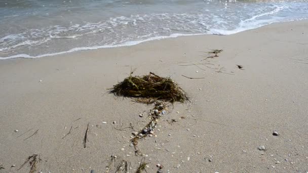 Sea Landscape Shooting Beach — Stock Video