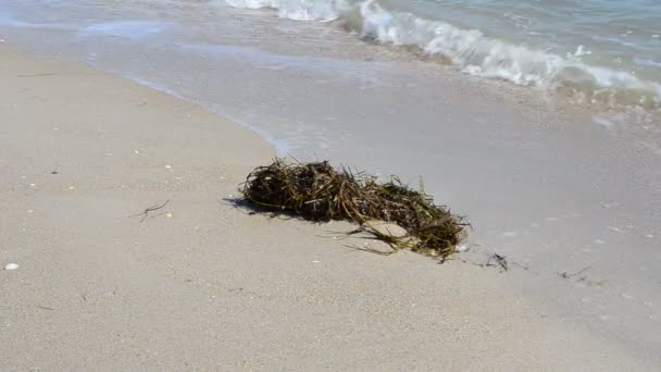 海と藻類 ビーチでの海藻 — ストック動画