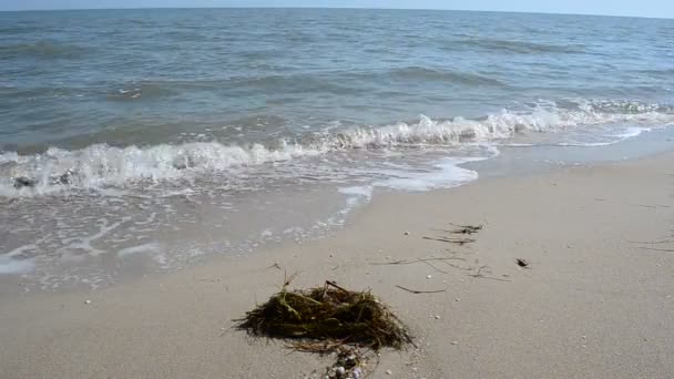 Sea Landscape Shooting Beach — Stock Video