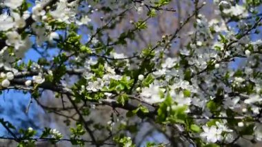Ağacın dalları ve çiçekleri. Gökyüzüne karşı çiçekler
