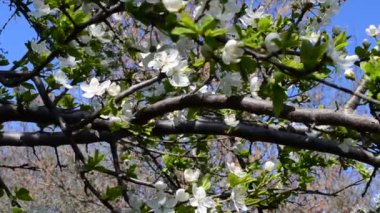 İlkbaharda çekim. Meyve ağaçları