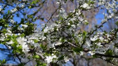 Meyve ağaçları. İlkbaharda çekim