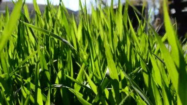 İlkbaharda çekim. Baharda çimler