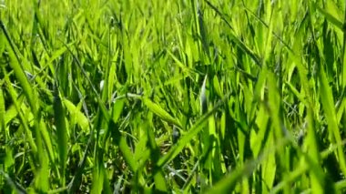 İspiyonculuk. Yeşil arkaplan