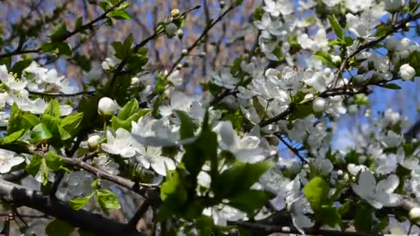 Blumen Gegen Den Himmel Zweige Und Blumen Eines Baumes — Stockvideo