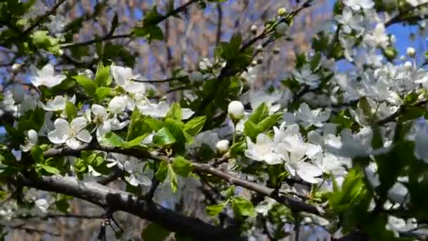 Bloemen Tegen Hemel Takken Bloemen Van Een Boom — Stockvideo