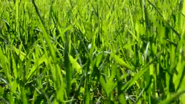 Groen Gras Achtergrond Van Een Groen Gras — Stockvideo