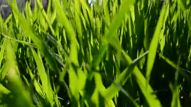 緑の草からの背景 緑の草 — ストック動画