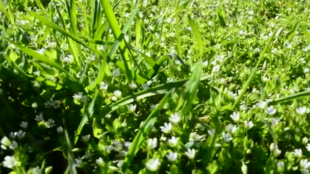 Gras Frühling Dreharbeiten Frühjahr — Stockvideo