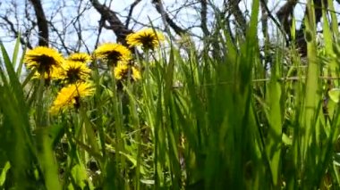 Çimenlikteki karahindibalar. Nisan 'da çekim