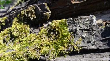 Nisan 'da çekimler. İlkbaharda, ağaçta yosun.