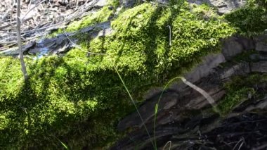 İlkbaharda, ağaçta yosun. Nisan 'da çekim