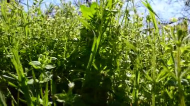 Çimenler ve çiçekler. Yeşil arkaplan